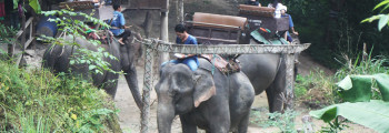 Elefanti Thailandia – REALTA’