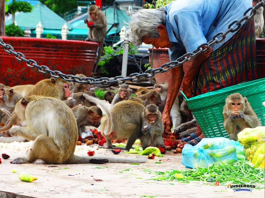 thailandia lopburi tempio delle scimmie