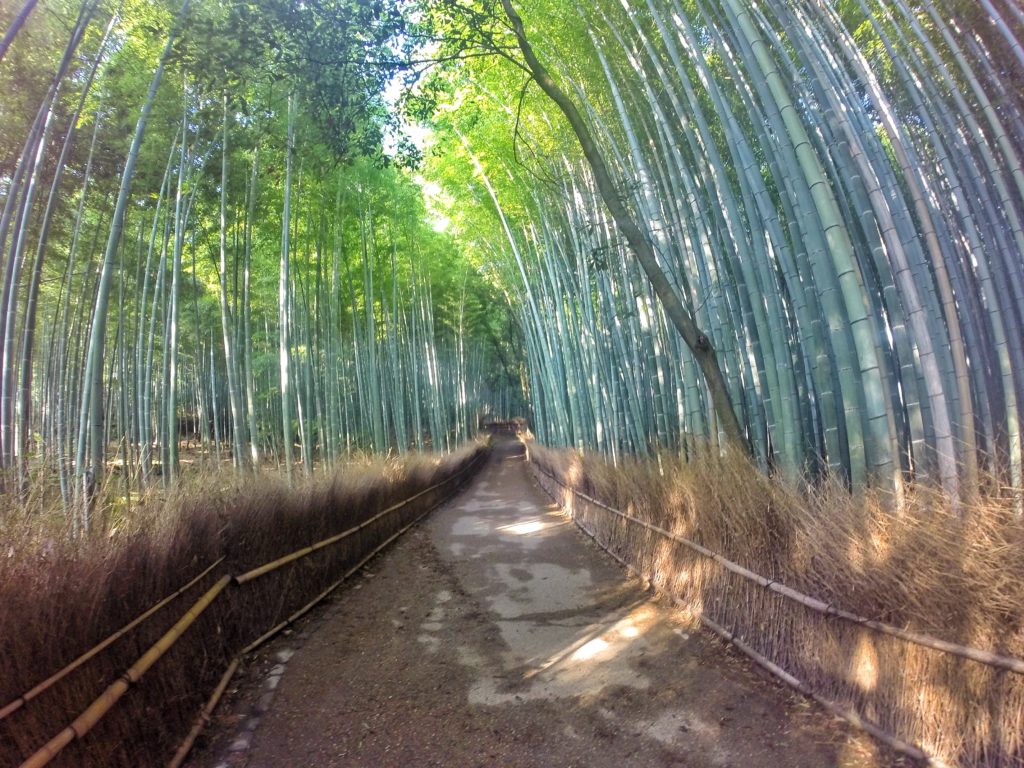 foresta di bambu kyoto giappone ARASHIYAMA