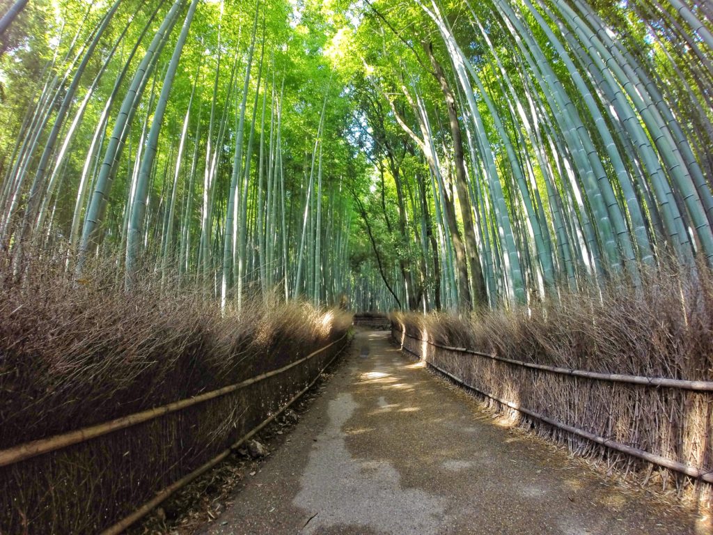 foresta di bambu kyoto giappone ARASHIYAMA