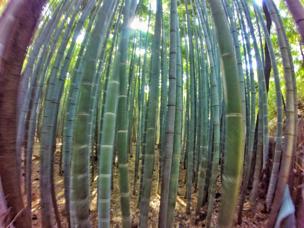 foresta di bambu kyoto giappone ARASHIYAMA