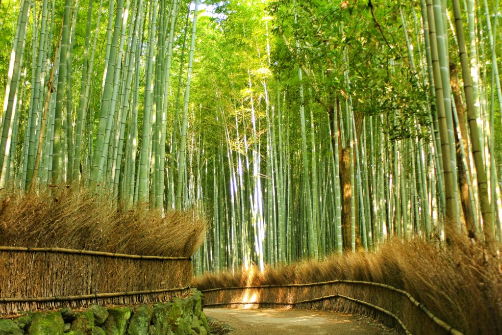 foresta di bambu kyoto giappone ARASHIYAMA