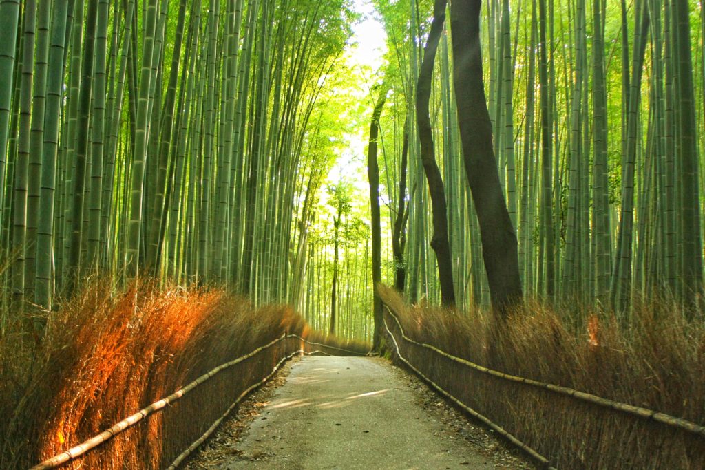 foresta di bambu kyoto giappone ARASHIYAMA