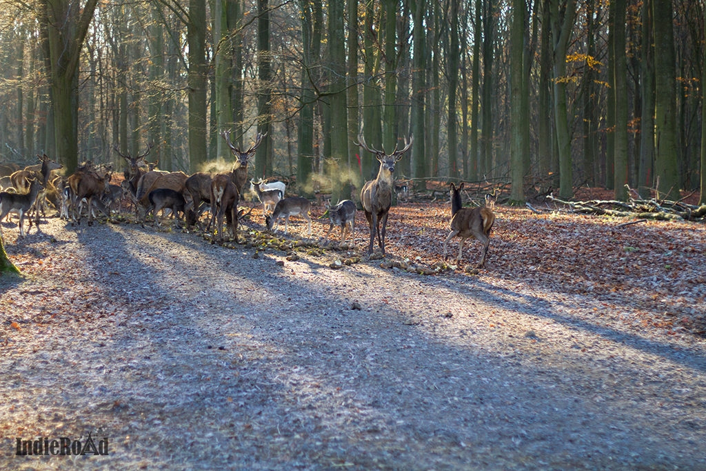 cosa-vedere-a-copenhagen-in-3-giorni-dintorni-klampenborg-parco-dei-cervi (6)