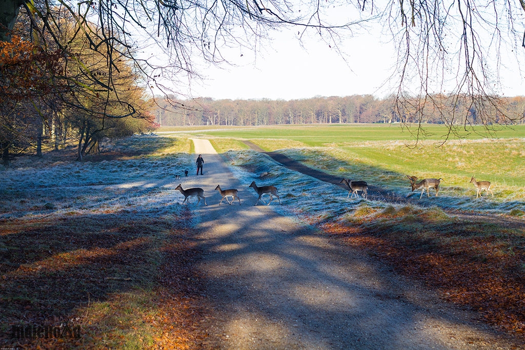 cosa-vedere-a-copenhagen-in-3-giorni-dintorni-klampenborg-parco-dei-cervi (6)