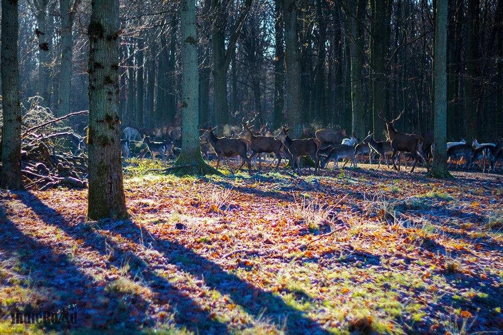 cosa-vedere-a-copenhagen-in-3-giorni-dintorni-klampenborg-parco-dei-cervi (6)