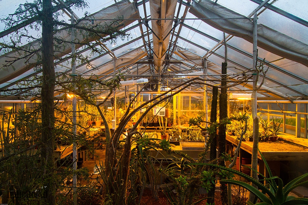 cosa-vedere-a-copenhagen-in-3-giorni-orto-botanico (7)