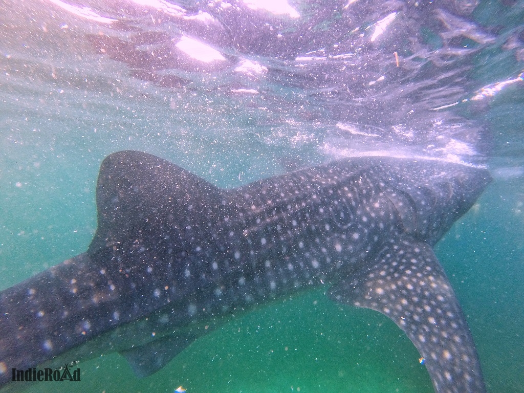 oslob filippine whale shark watching squali balena