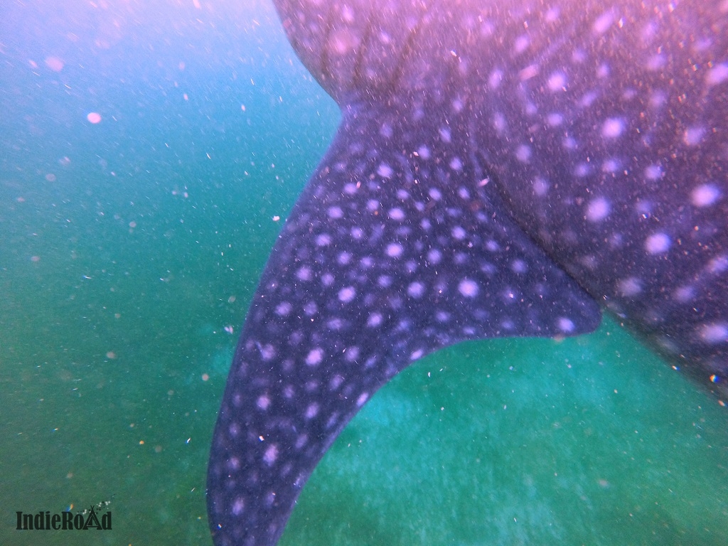 oslob filippine whale shark watching squali balena