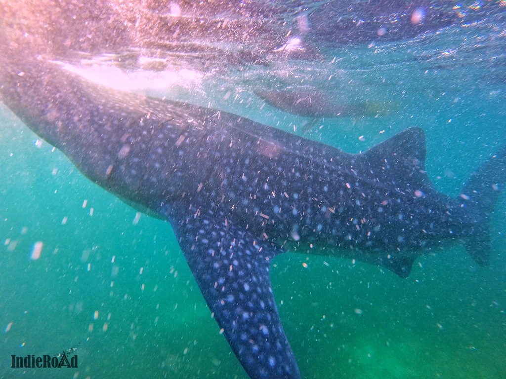 oslob filippine whale shark watching squali balena